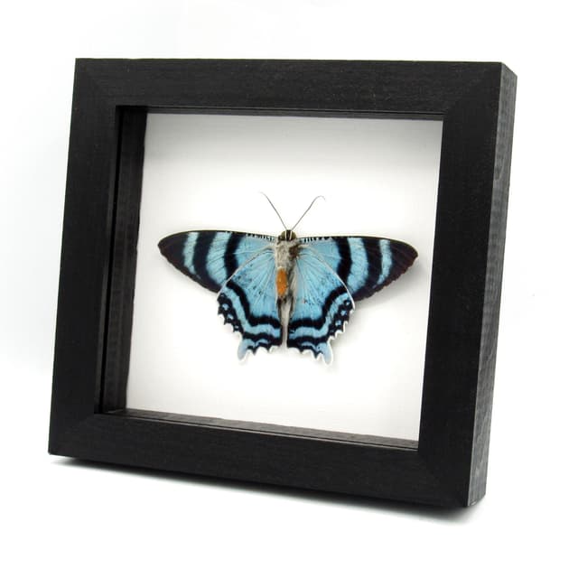 Real metallic blue moth framed taxidermy - Alcides agathyrsus - Victorian mount