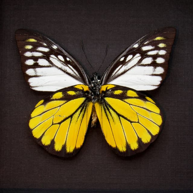 Real black and yellow butterfly framed taxidermy - Prioneris Thestylis