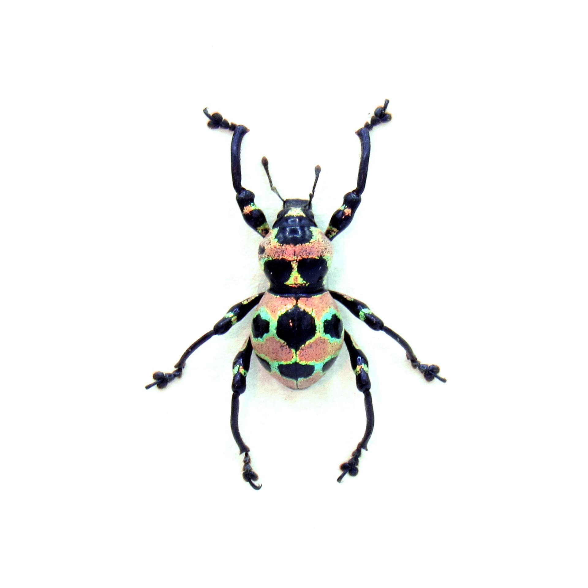 WEEVIL MANIA!  Real pink metallic beetle framed taxidermy - Pachyrhynchus orbifer