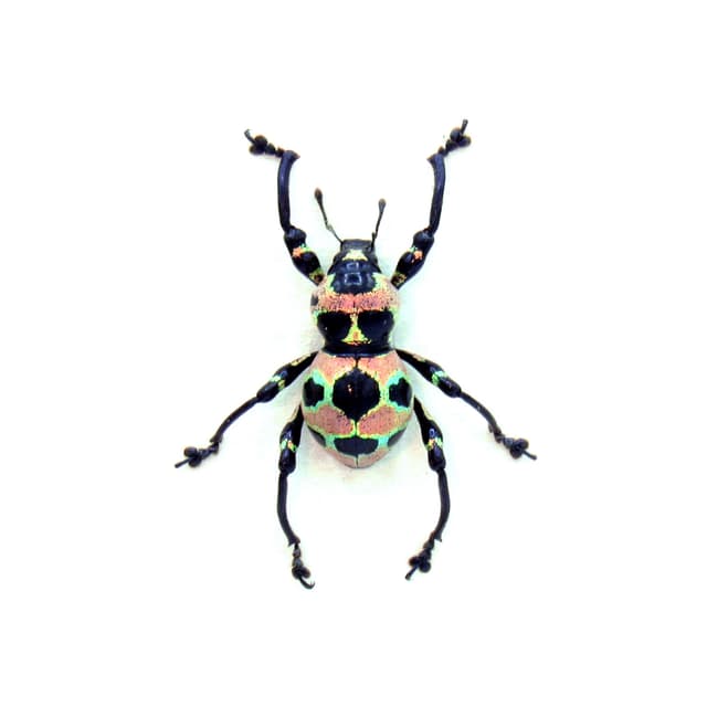 WEEVIL MANIA!  Real pink metallic beetle framed taxidermy - Pachyrhynchus orbifer
