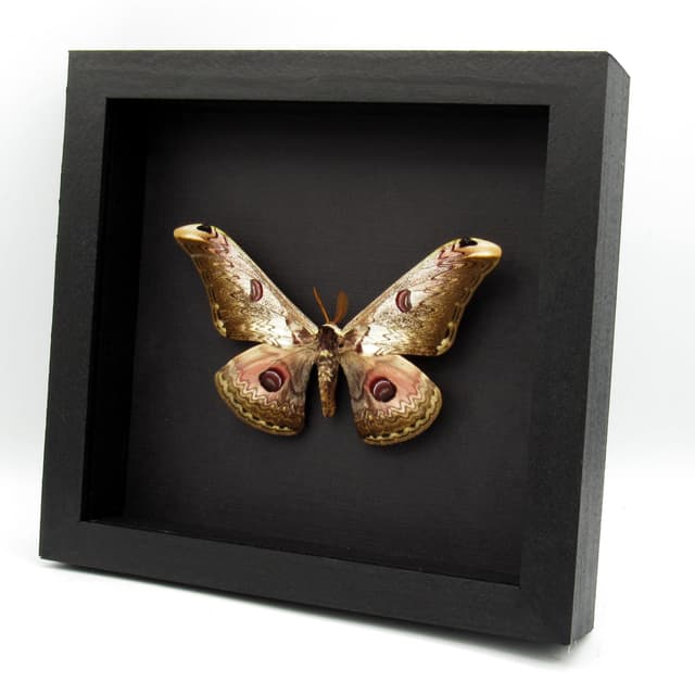 Real Giant pink Saturn moth framed taxidermy - Saturnia lesoudieri