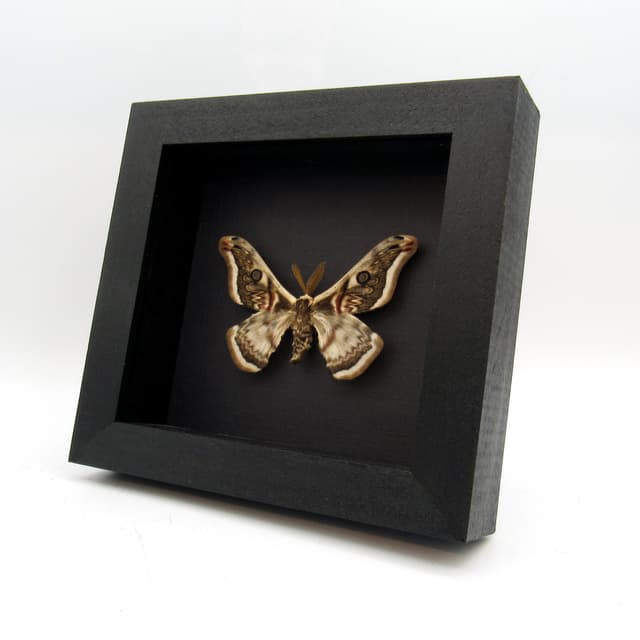 Rare Saturn moth framed taxidermy - Saturnia pyretorum
