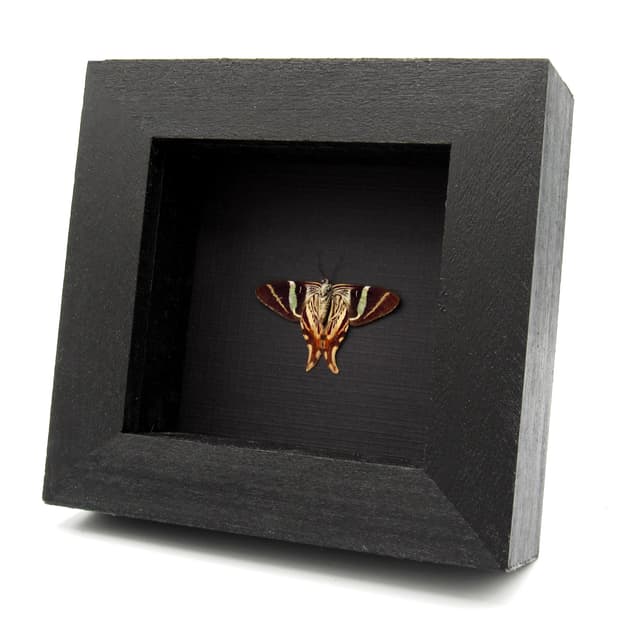 Rare Maroon Geometer moth framed taxidermy - Erateina antipodaria - Victorian mount