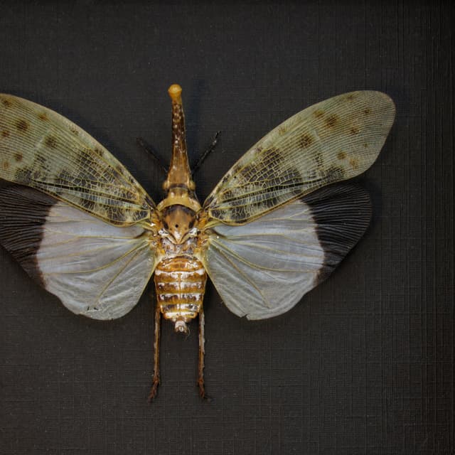 Real White Lanternfly framed taxidermy - Pyrops astarte