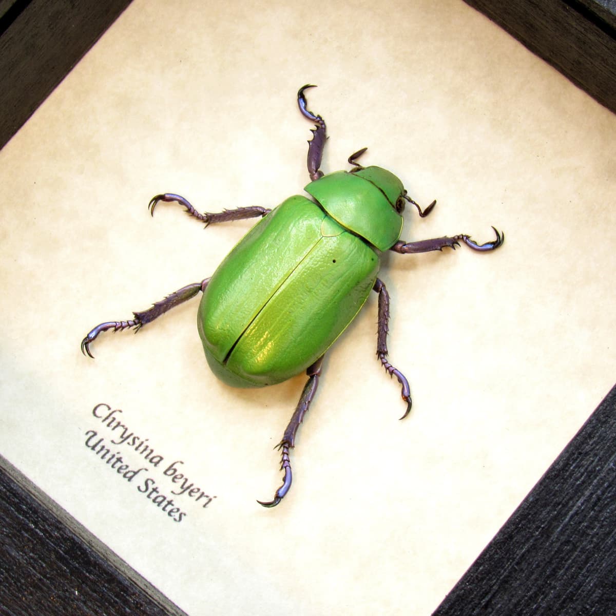 Large Jewel Scarab beetle framed taxidermy - Chrysina beyeri