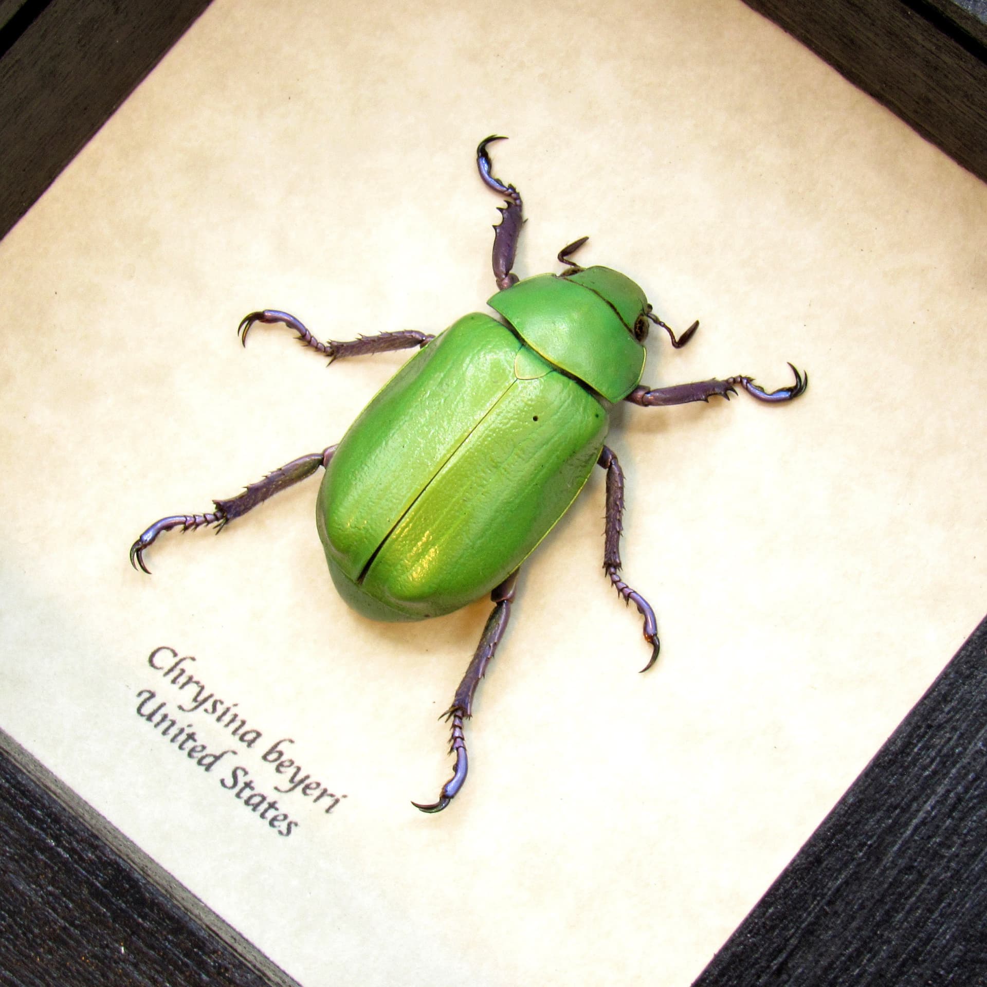 Large Jewel Scarab beetle framed taxidermy - Chrysina beyeri