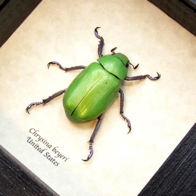 Large Jewel Scarab beetle framed taxidermy - Chrysina beyeri