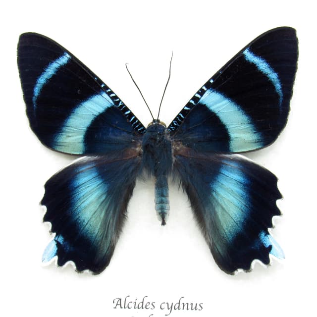 Rare blue moth framed - Alcides cydnus