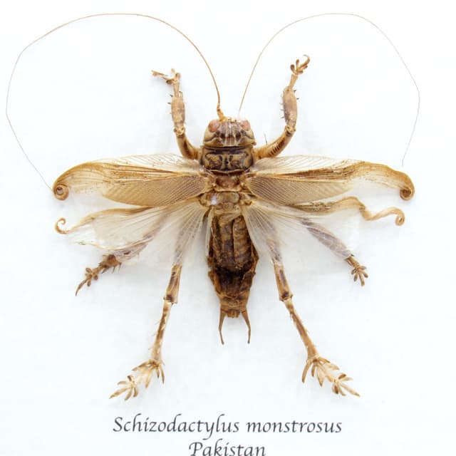Rare Carnivorous Pakistani Desert Cricket framed taxidermy - Schizodactylus monstrosus