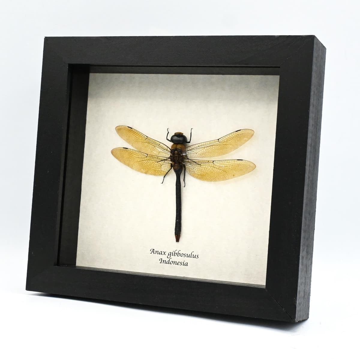 Real Giant Darner dragonfly taxidermy - Anax gibbosulus