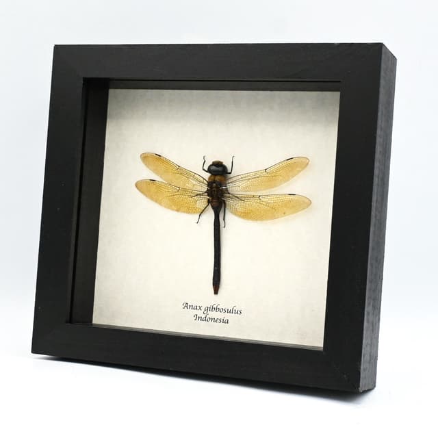 Real Giant Darner dragonfly taxidermy - Anax gibbosulus