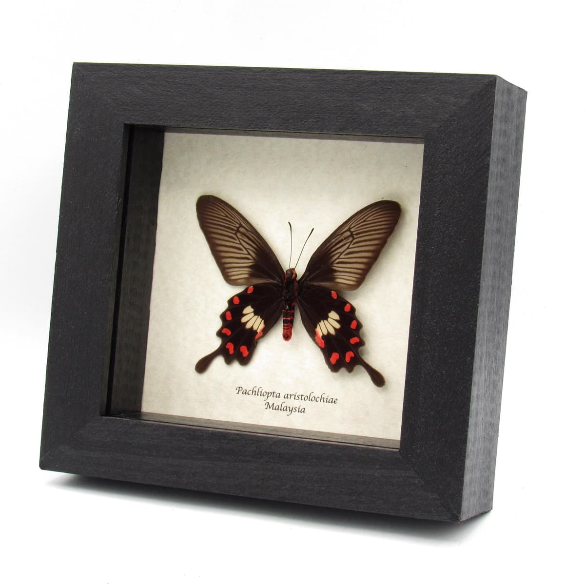 Real Common Rose butterfly framed taxidermy - Pachliopta aristolochiae