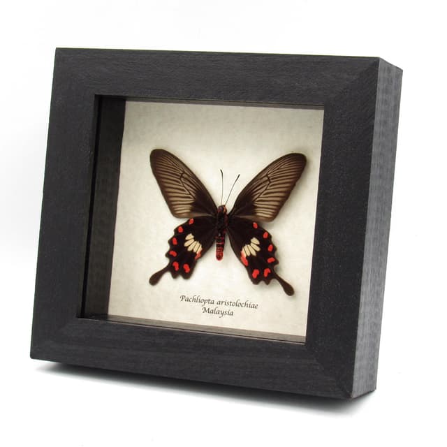 Real Common Rose butterfly framed taxidermy - Pachliopta aristolochiae