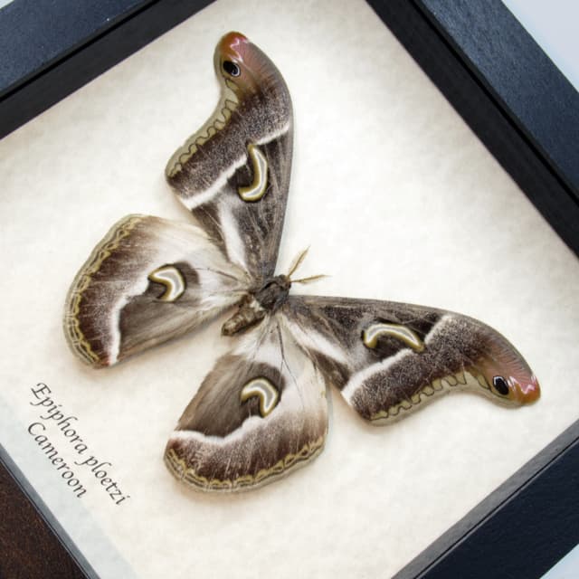 Rare African Giant Saturn moth framed taxidermy - Epiphora ploetzi