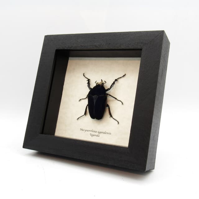 Large Scarab beetle framed taxidermy - Mecynorrhina ugandensis - rare black form
