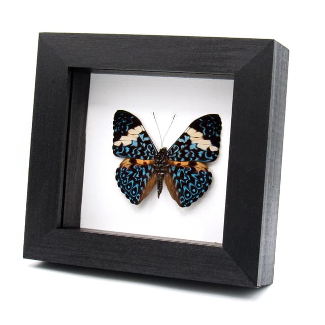 Real blue Cracker butterfly framed taxidermy - Hamadryas arinome