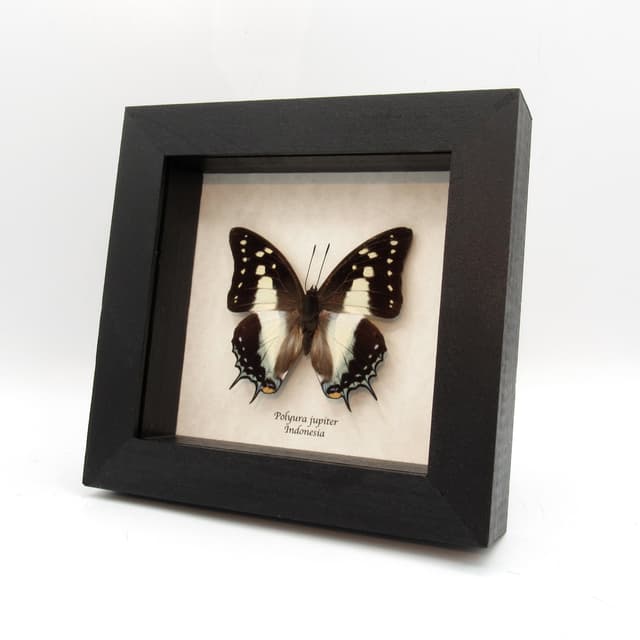 Real framed taxidermy butterfly - Polyura jupiter
