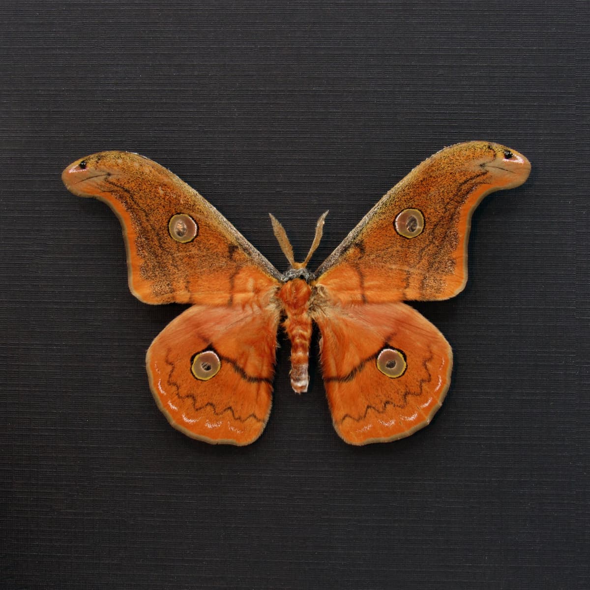 Rare Mexican Silk moth framed taxidermy - Copaxa parvohidalgensis - orange form