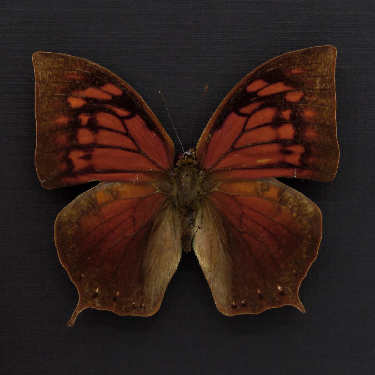 Rare Noble Wing butterfly framed taxidermy - Anaea nobilis
