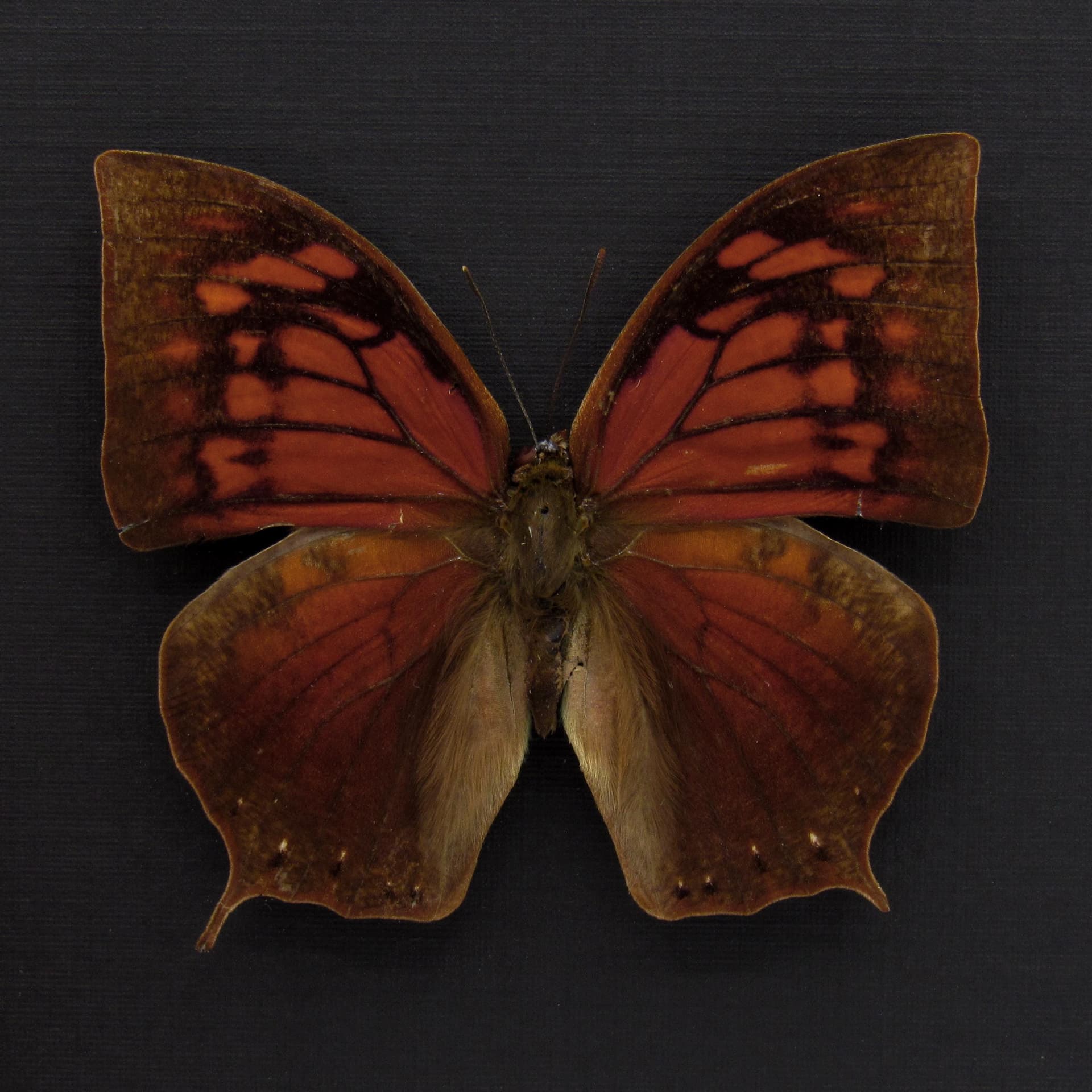 Rare Noble Wing butterfly framed taxidermy - Anaea nobilis