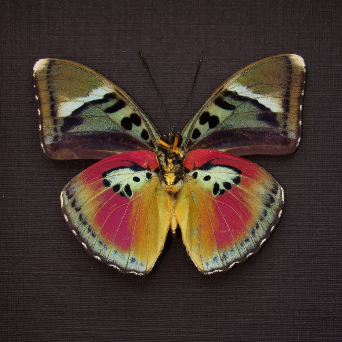 Real fuchsia butterfly framed taxidermy - Euphaedra xypete
