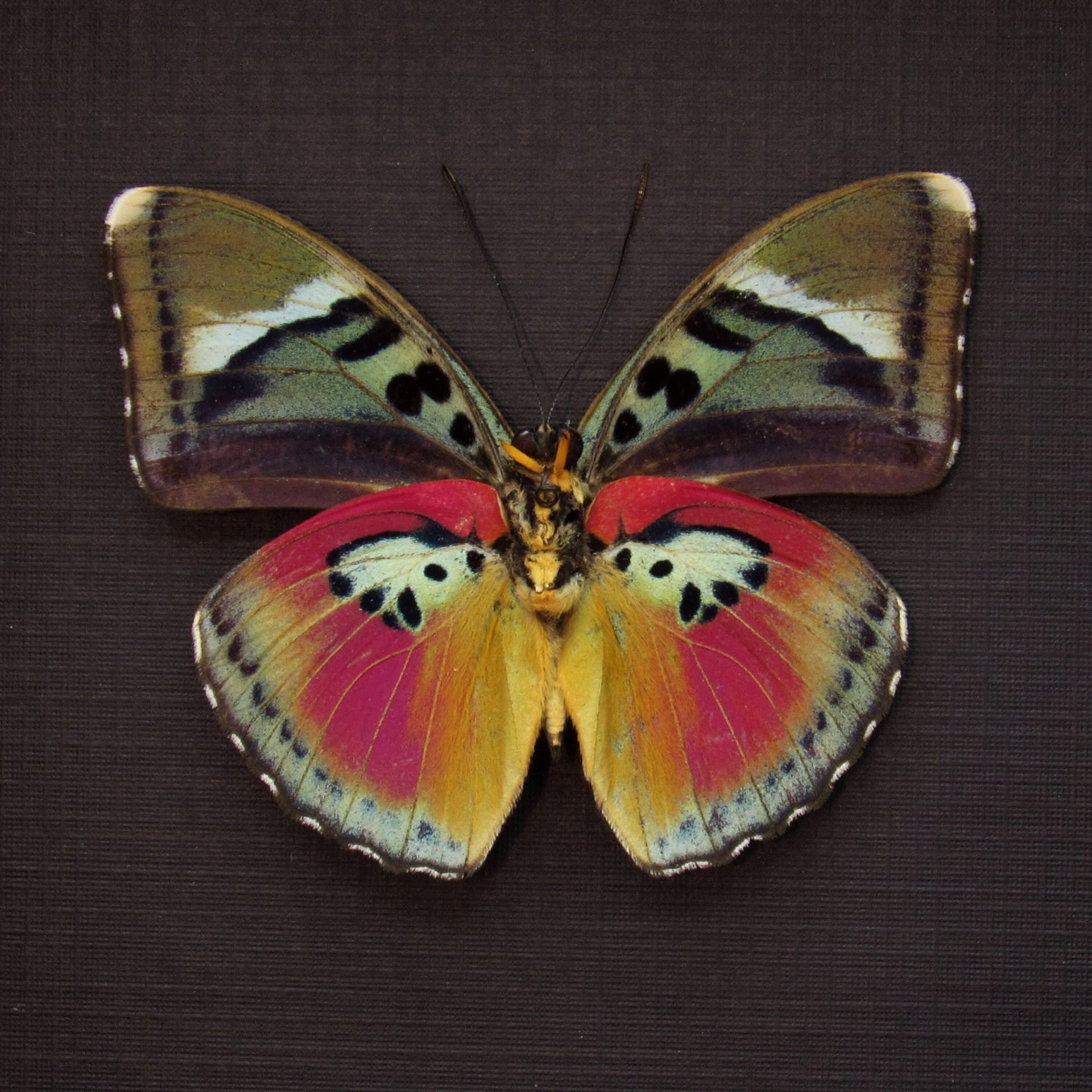Real fuchsia butterfly framed taxidermy - Euphaedra xypete