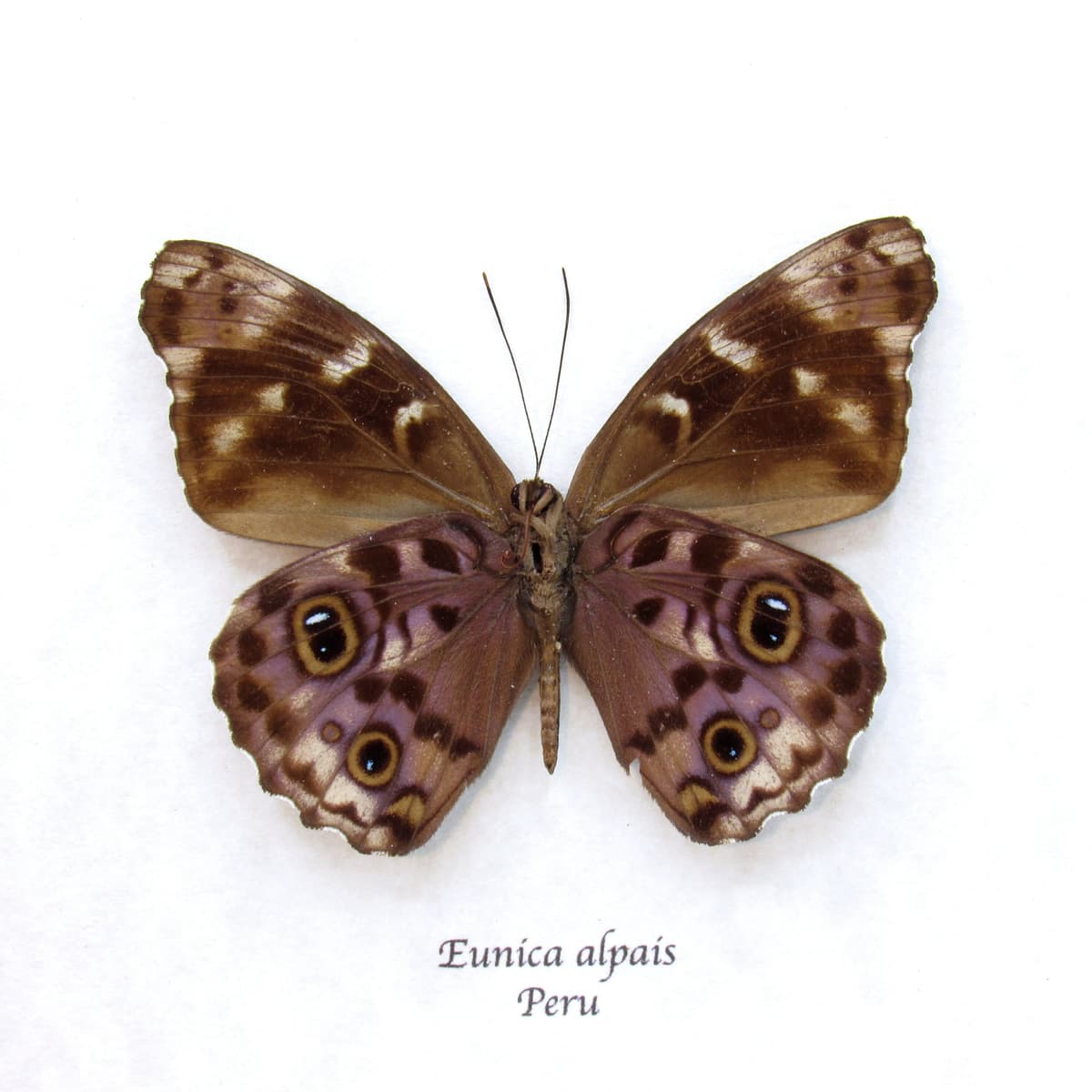 Real purple butterfly framed taxidermy - Eunica alpais