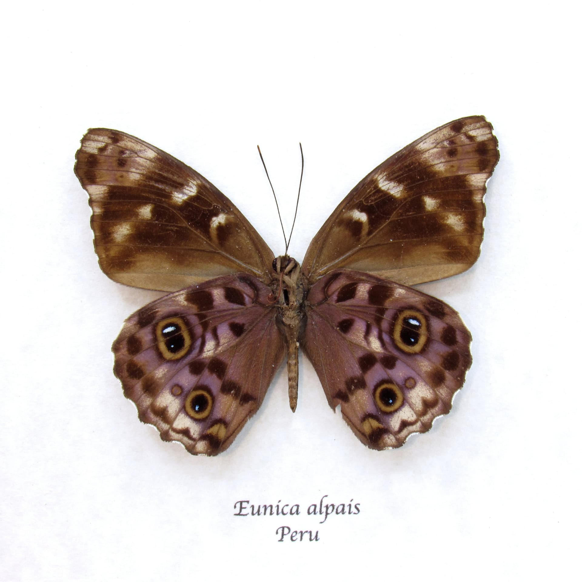 Real purple butterfly framed taxidermy - Eunica alpais