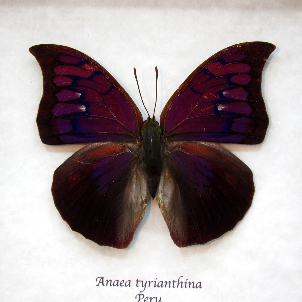 Rare purple butterfly framed taxidermy - Anaea tyrianthina