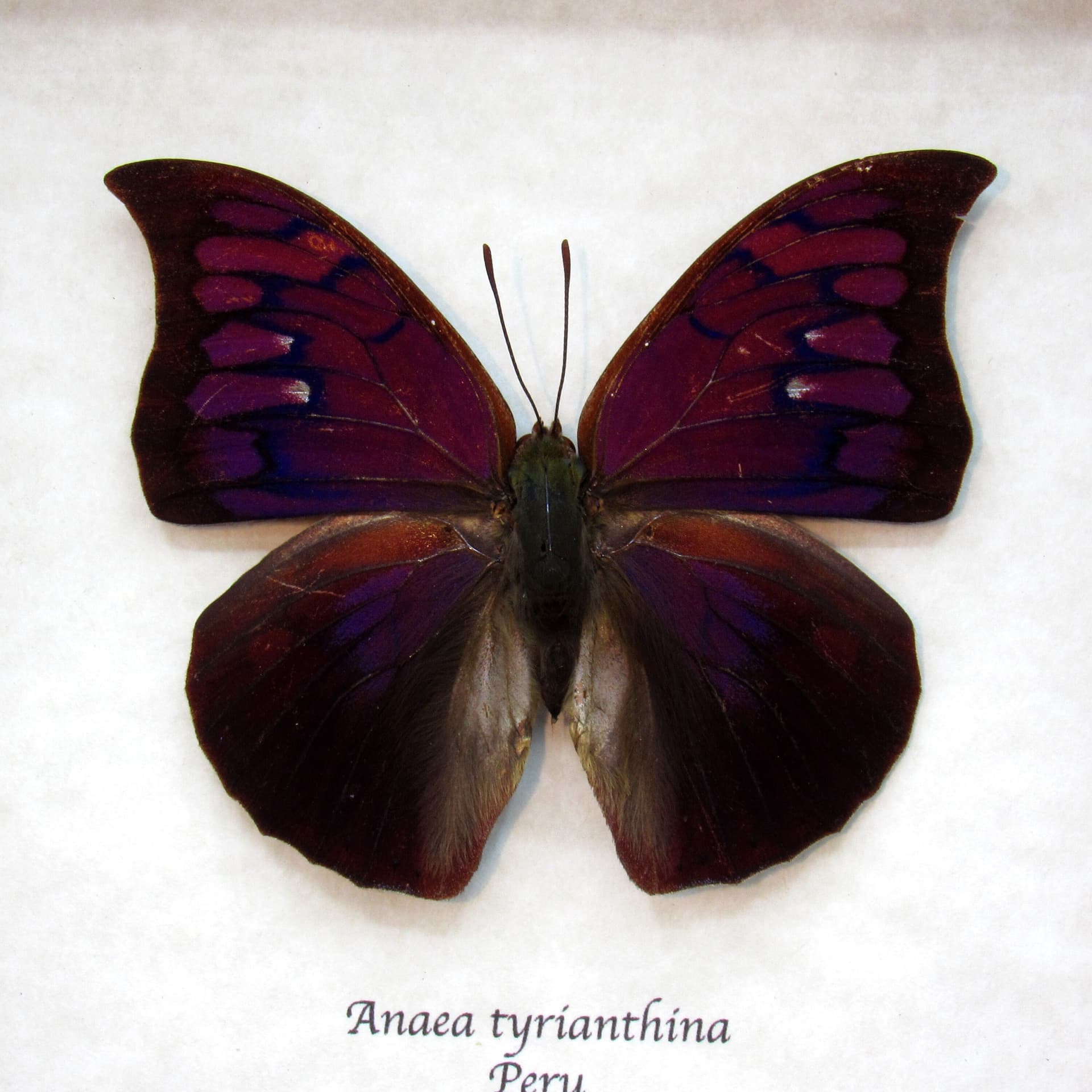 Rare purple butterfly framed taxidermy - Anaea tyrianthina