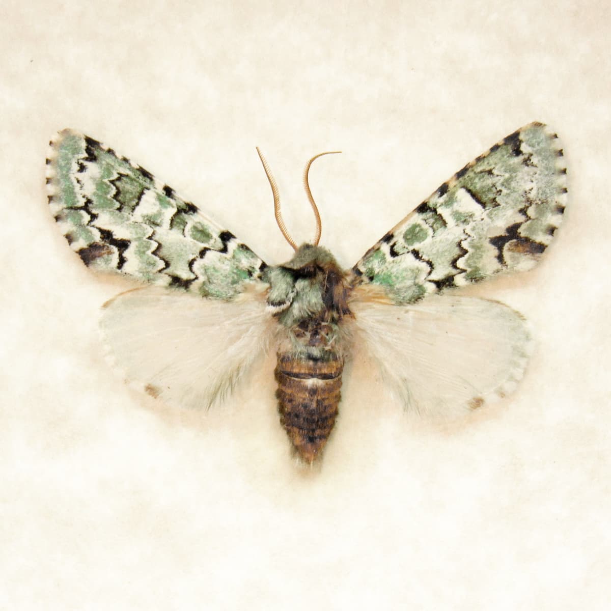 Real tiny green lichen Noctuid moth framed taxidermy - Miracavira brillians