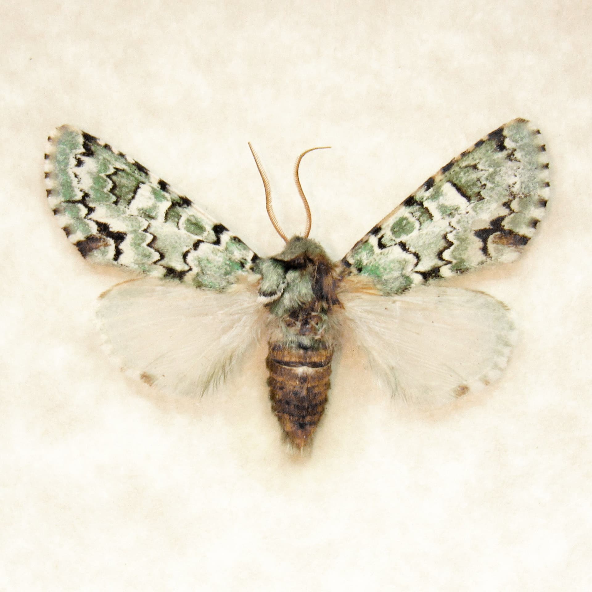 Real tiny green lichen Noctuid moth framed taxidermy - Miracavira brillians