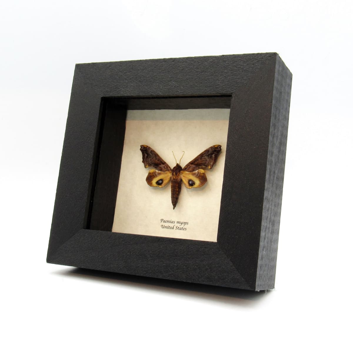Real Small-eyed Sphinx moth framed taxidermy - Paonias myops