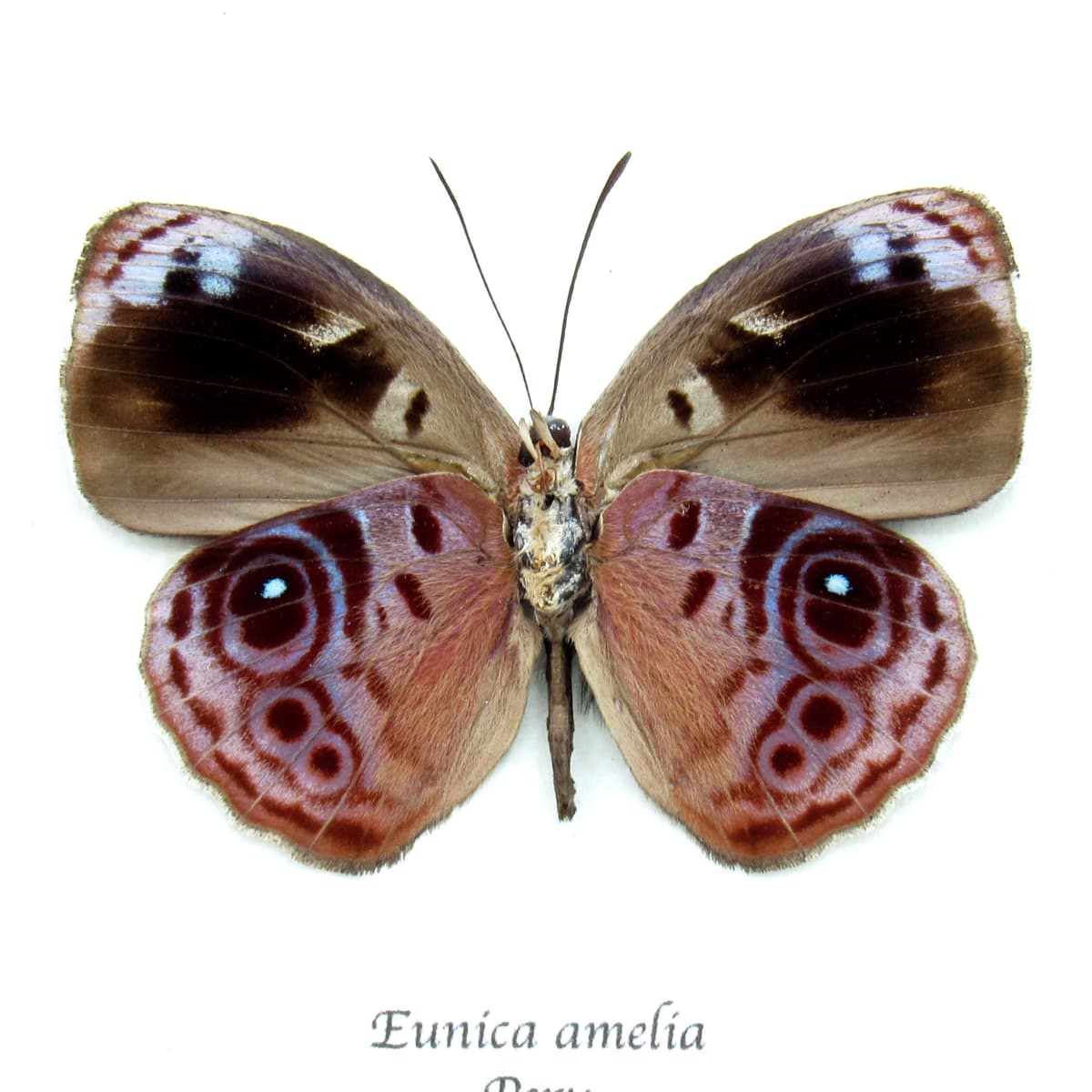 Real lavender butterfly framed taxidermy - Eunica amelia