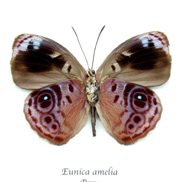 Real lavender butterfly framed taxidermy - Eunica amelia