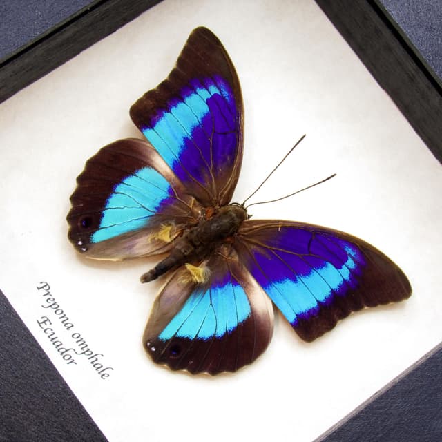Rare blue and purple Brush-footed butterfly framed taxidermy - Prepona omphale