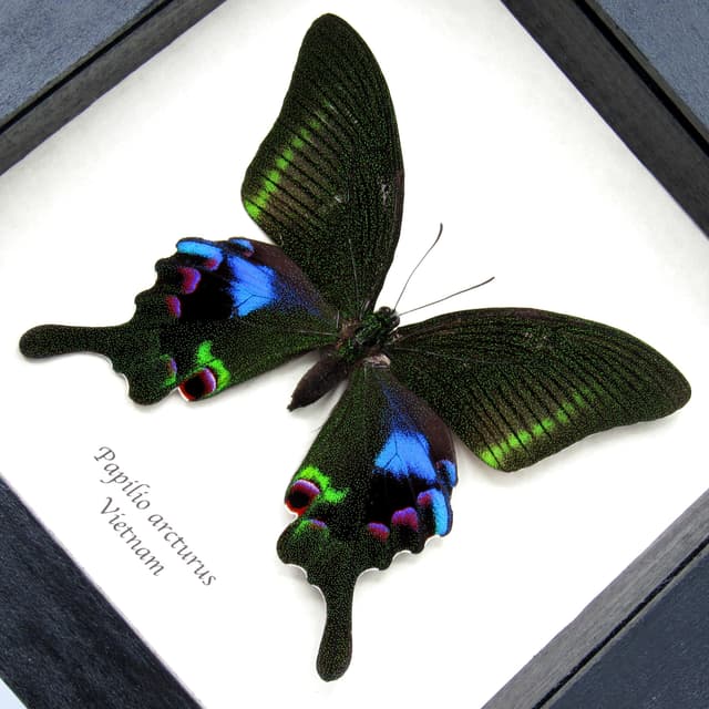 Rare female purple Peacock butterfly framed taxidermy - Papilio arcturus