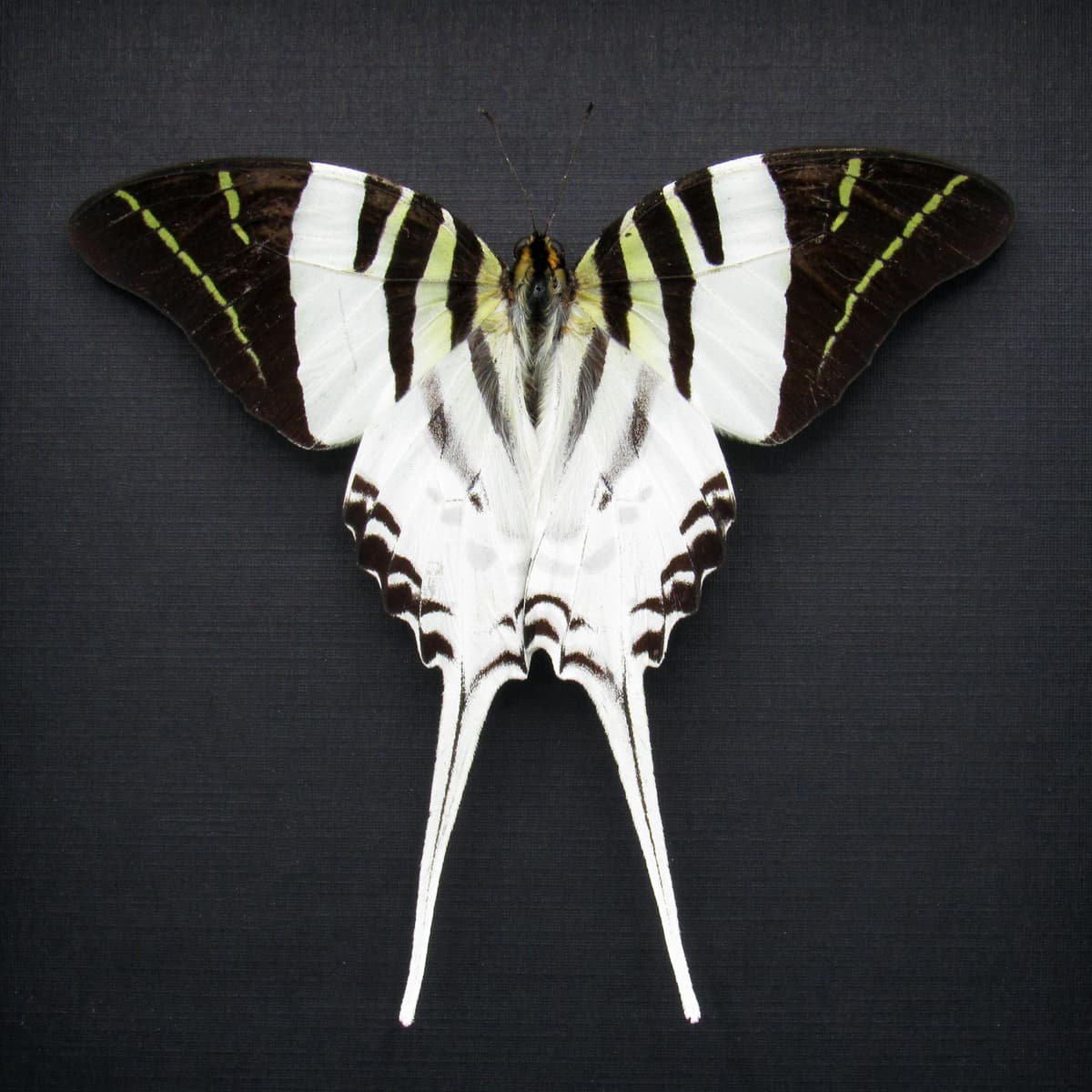 Real Giant Swordtail butterfly framed taxidermy - Graphium androcles - Victorian mount