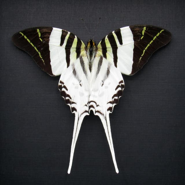 Real Giant Swordtail butterfly framed taxidermy - Graphium androcles - Victorian mount