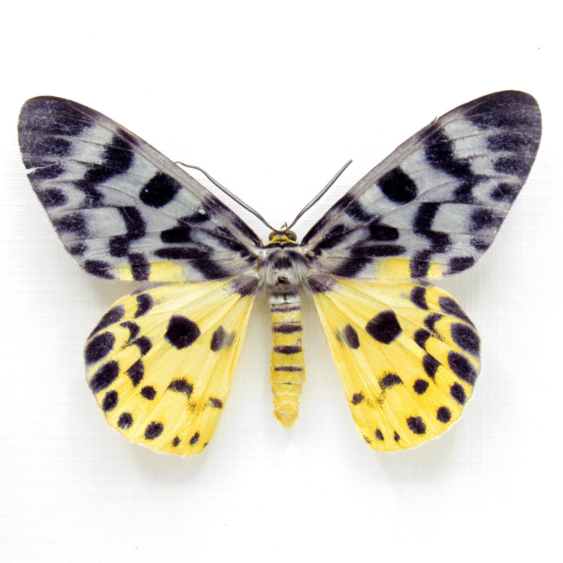 Rare yellow False Tiger moth framed taxidermy - Dysphania malayanus