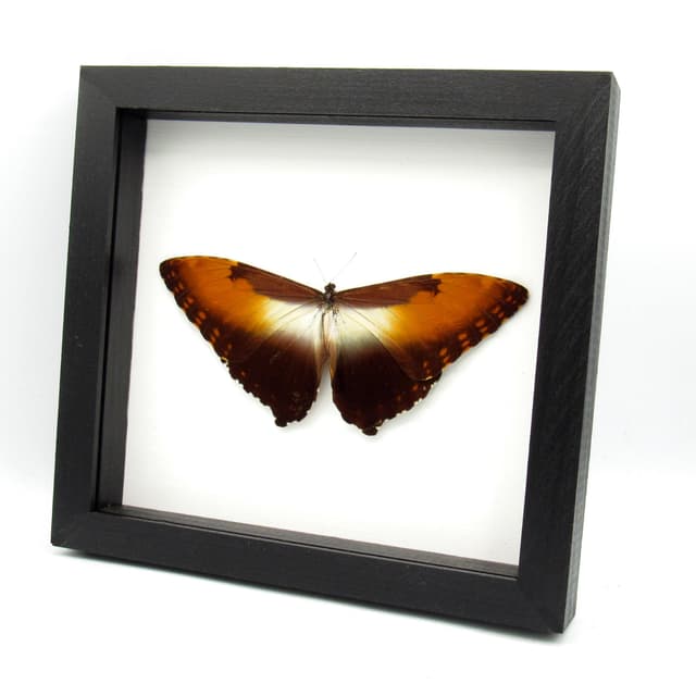Real Sunset butterfly framed taxidermy - Morpho hecuba obidonus - Victorian mount