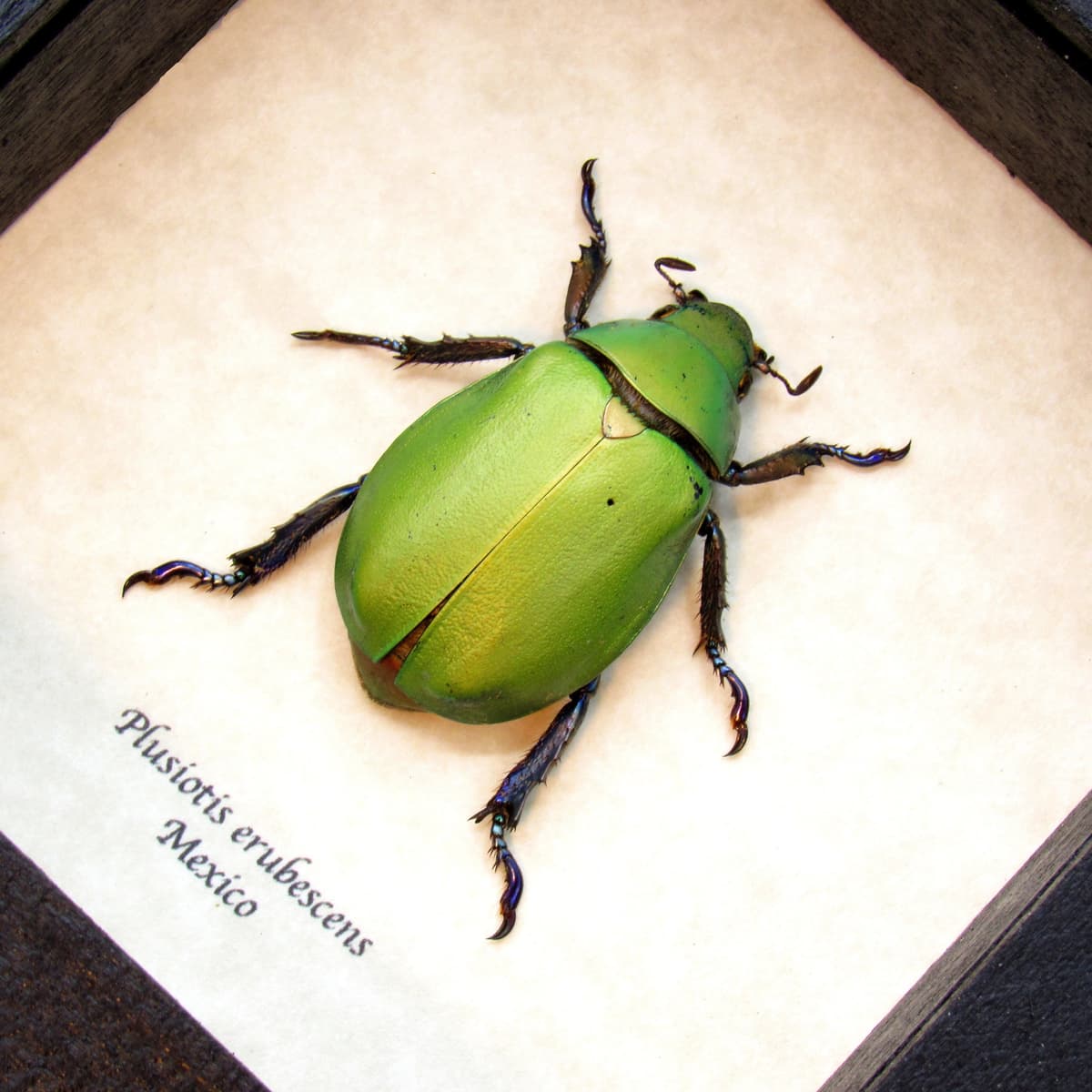 Large scarab beetle framed taxidermy - Plusiotis erubescens - female