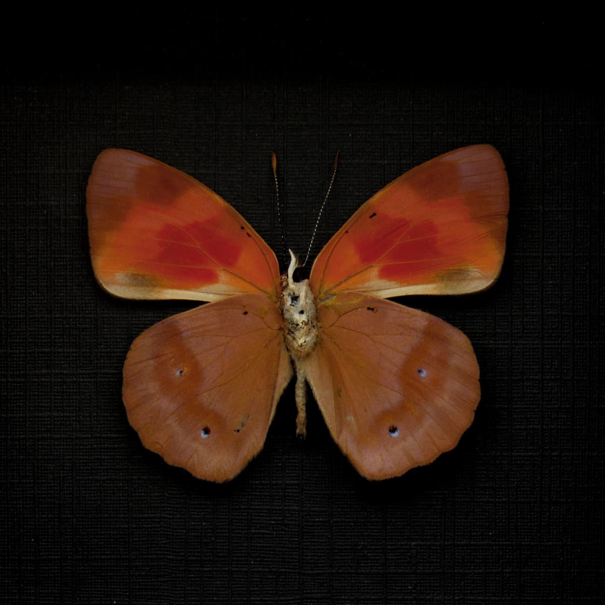 Real butterfly framed taxidermy - Temenis pulchra pallidior