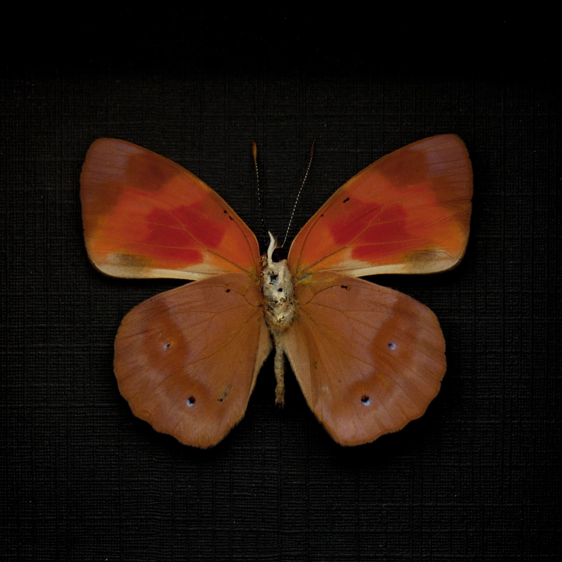 Real butterfly framed taxidermy - Temenis pulchra pallidior