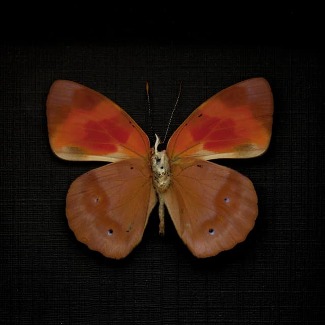 Real butterfly framed taxidermy - Temenis pulchra pallidior