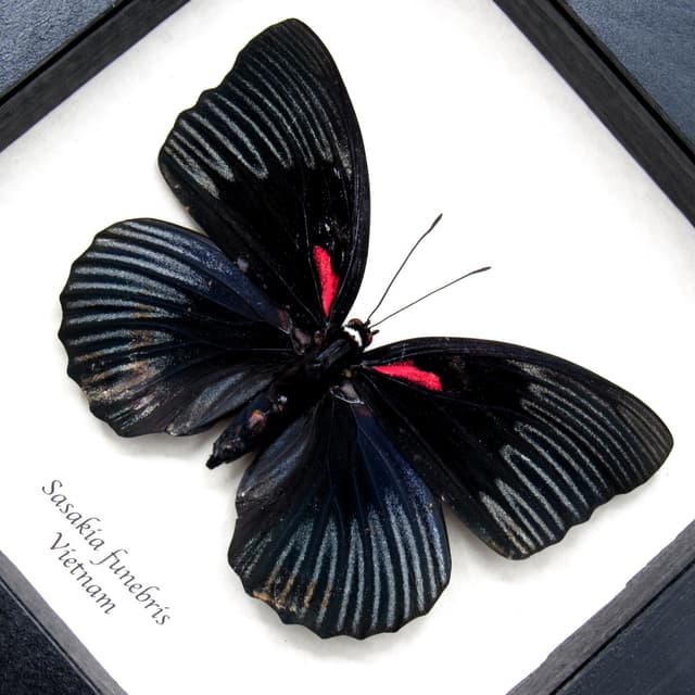 Rare large black Empress butterfly framed specimen - Sasakia funebris - female