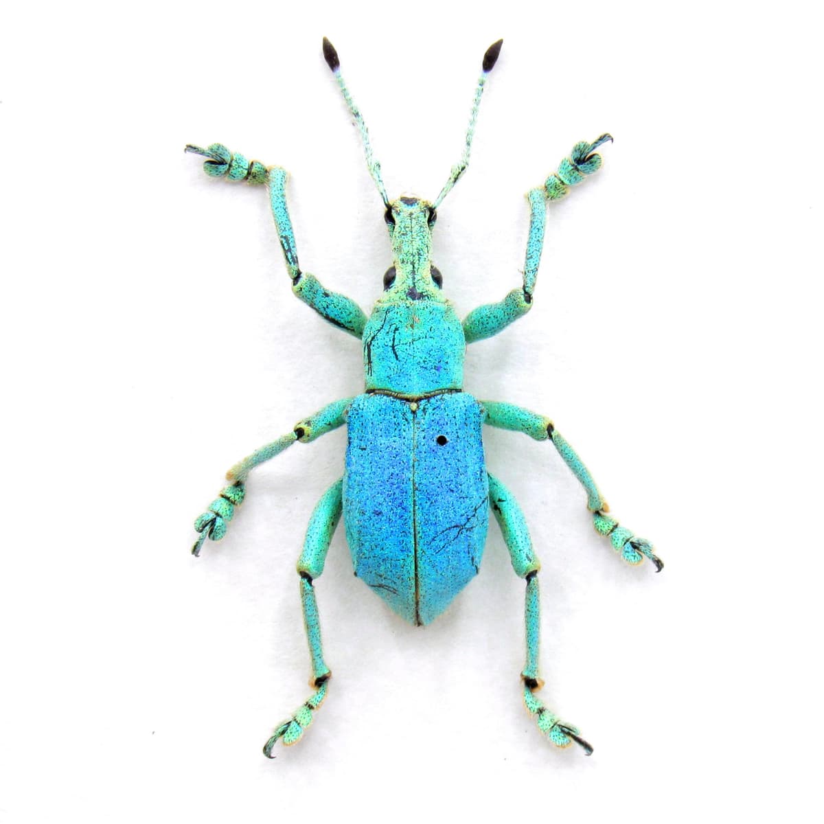 Rare weevil framed taxidermy - Eupholus bruyni - blue form - extra glittery