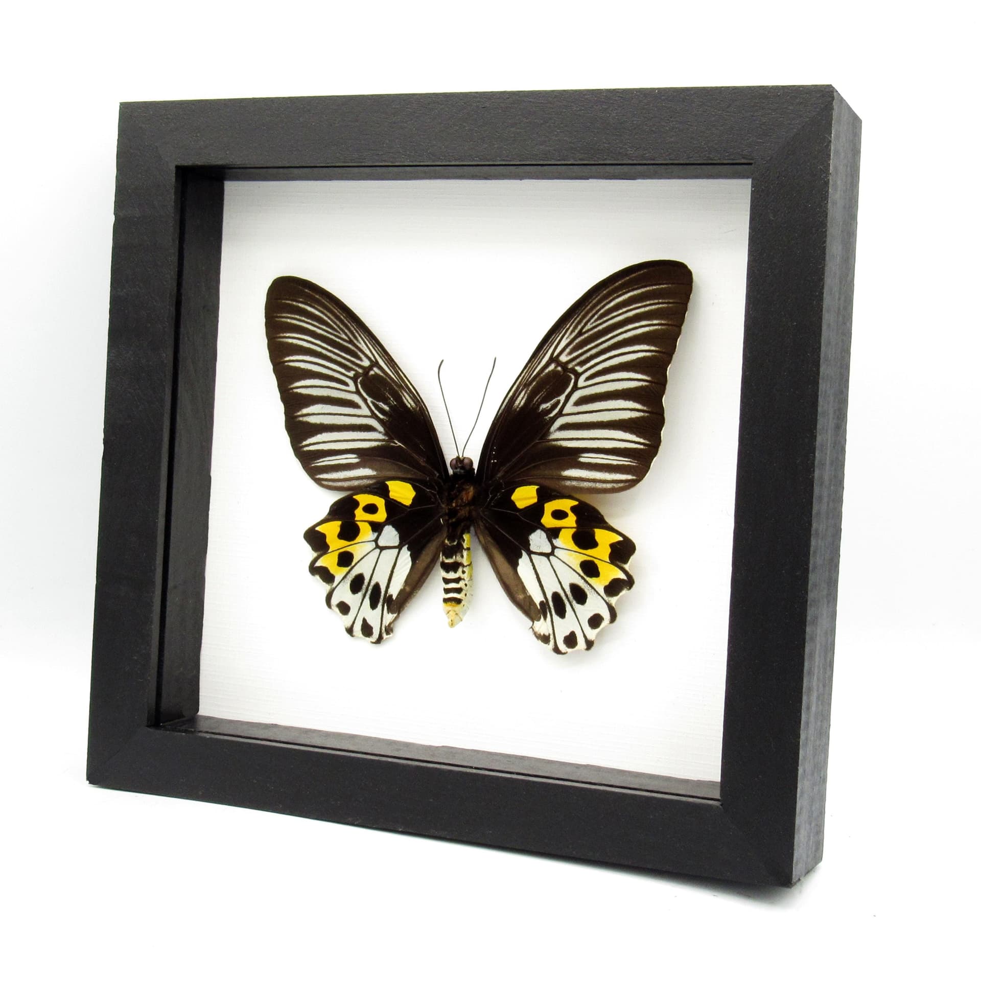 Real XL Birdwing butterfly framed taxidermy - Troides hypolitus cellularis - female