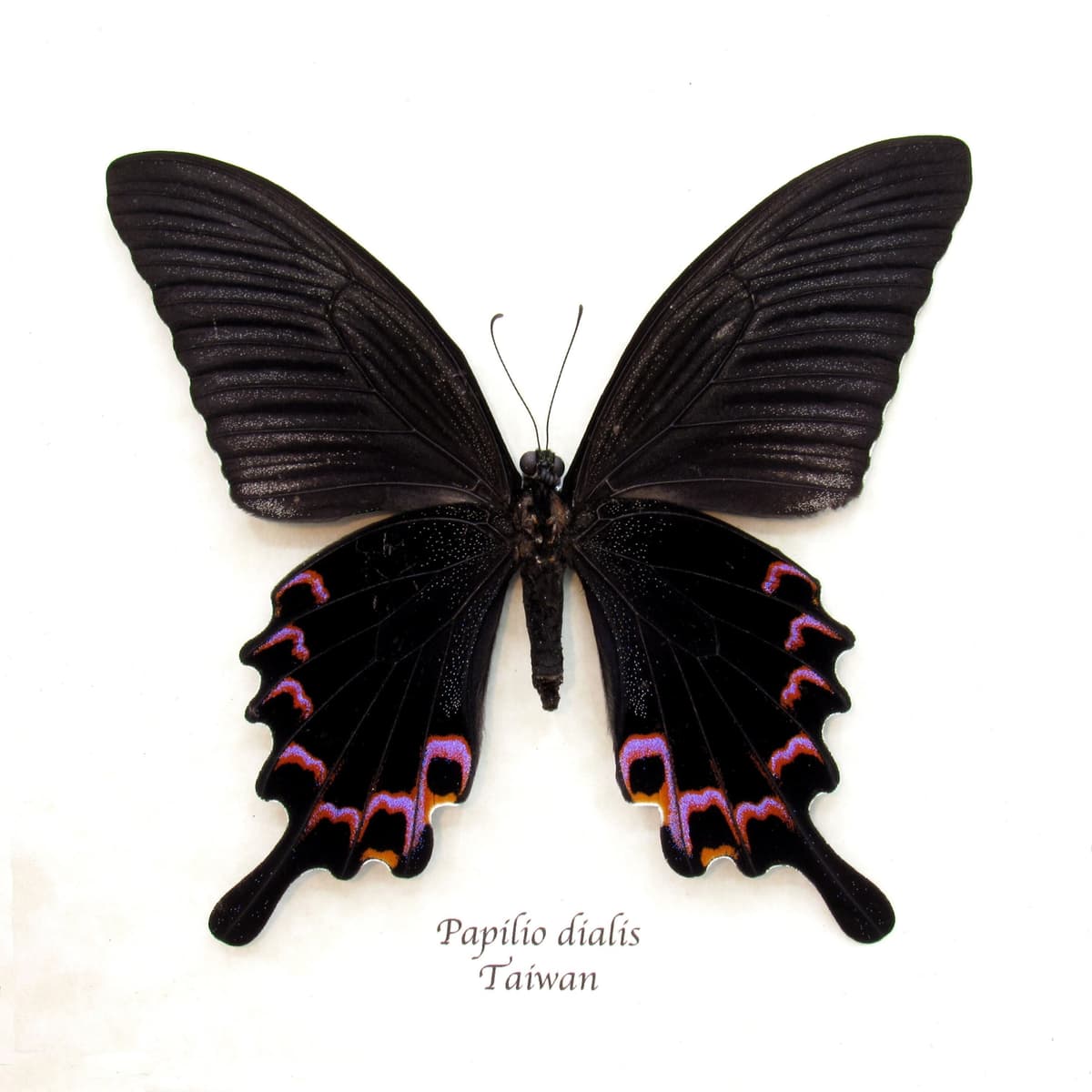 Real purple Peacock Swallowtail butterfly framed taxidermy - Papilio dialis
