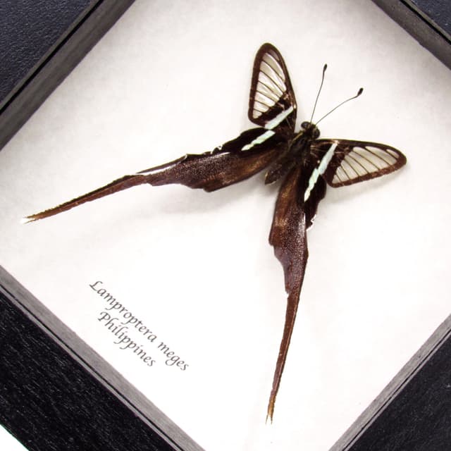Real Green Dragontail butterfly framed taxidermy - Lamproptera meges